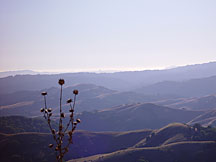 Weed and Vista, Mission Peak, California