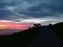 Cattle at sunset on Mission Peak, Fremont, CA