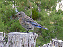 Bluebird in NM